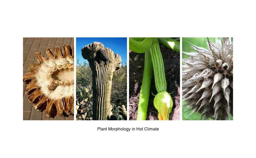 Plants Morphology in Hot Climate 