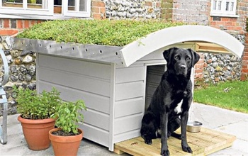 Dog kennel Design Idea